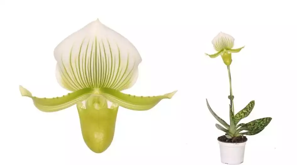 Paphiopedilum-Femma-Orchidee.jpg