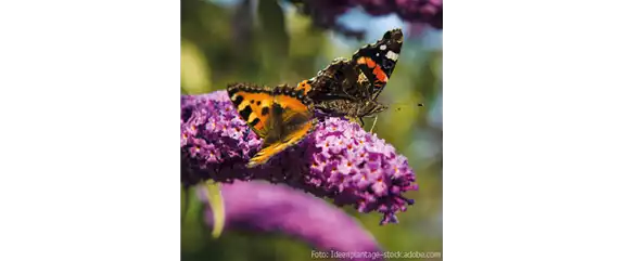 FüR MEHR BIENEN UND SCHMETTERLINGE!