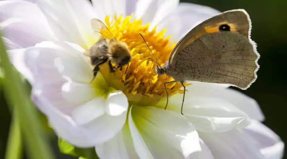 Schmetterling und Biene