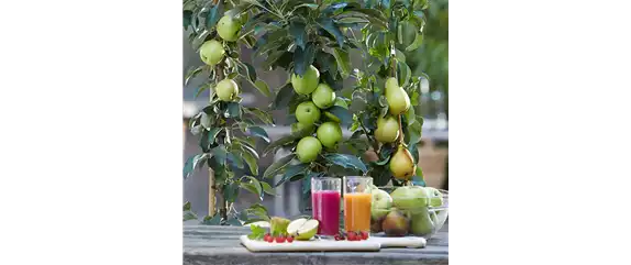 GESUND NASCHEN AUF DEM BALKON!