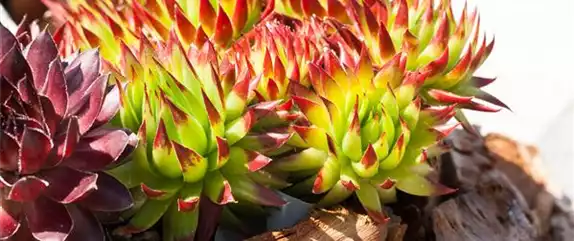 DAS SEMPERVIVUM!