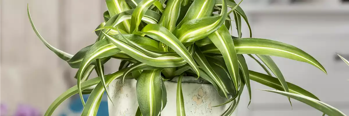 Chlorophytum comosum 'Bonnie'