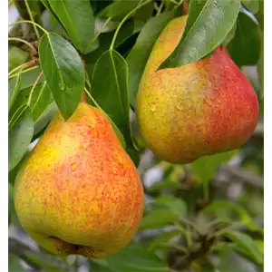 OBSTGARTEN FÜR KINDER