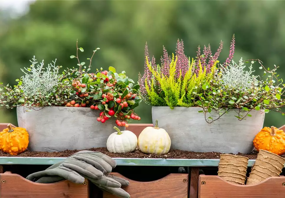 HERBSTLICHE PFLANZIDEEN