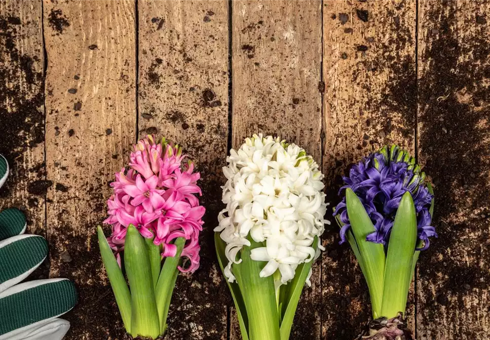 DER FRüHLING WIRD BUNT