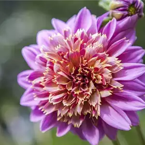 DAHLIEN - BLüHWUNDER IM HOCHSOMMER