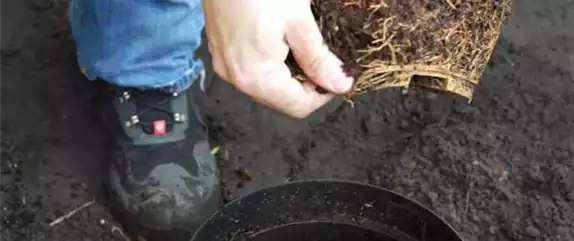 FLIEDER - EINPFLANZEN IM GARTEN