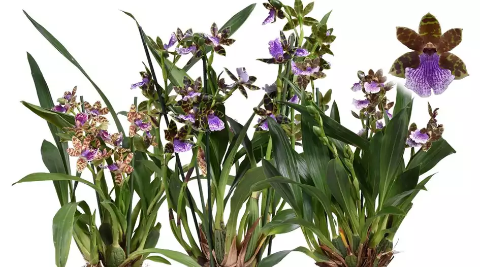 Zygopetalum-Louisendorf Kopie.jpg