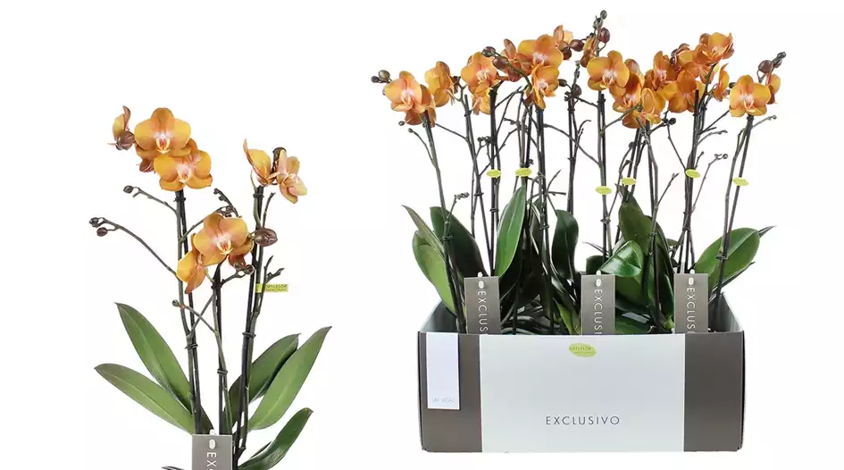 Phalaenopsis mult. Orange Exclusivo Las Vegas Gold Kopie.jpg