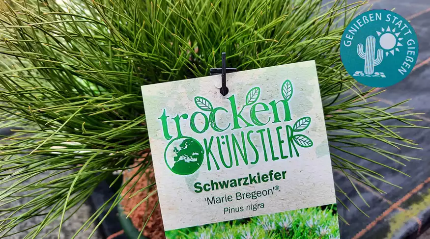 Trockenkünstler-Schwarzkiefer-gesamt.jpg