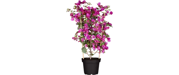 Pflanze des Monats Mai: Bougainvillea