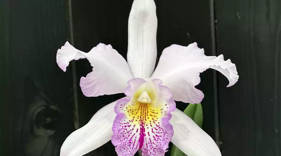 Cattleya-IMG_6547.JPG