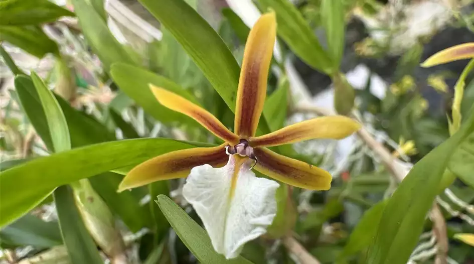 encyclia-polybulbon.jpg