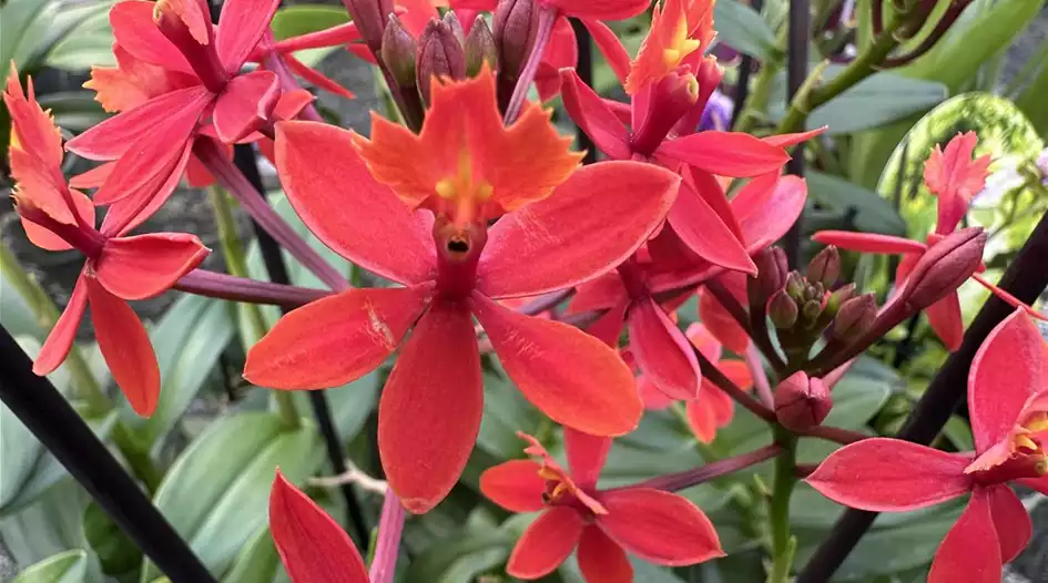 epidendrum.jpg